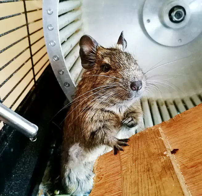 Why Homeowners & Businesses Trust Us Morton Grove, IL?